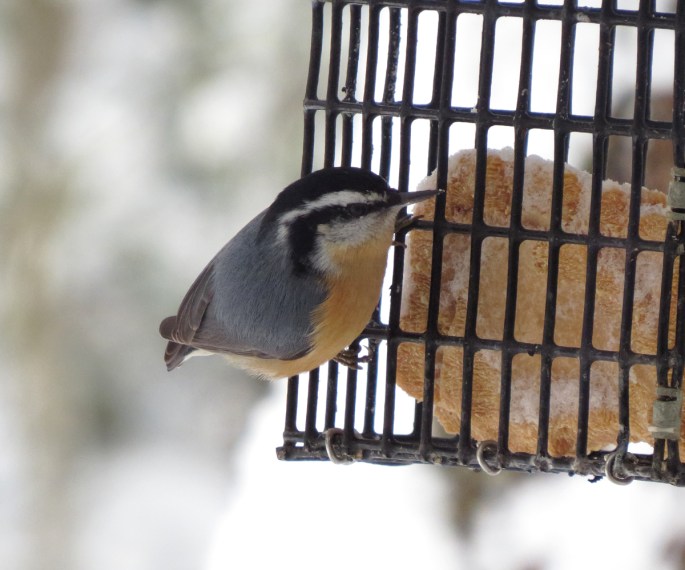 nuthatch