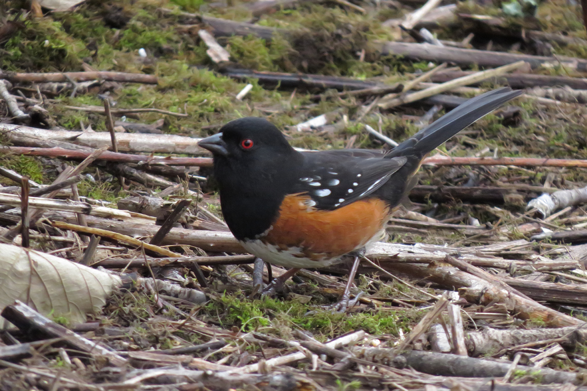 towhee