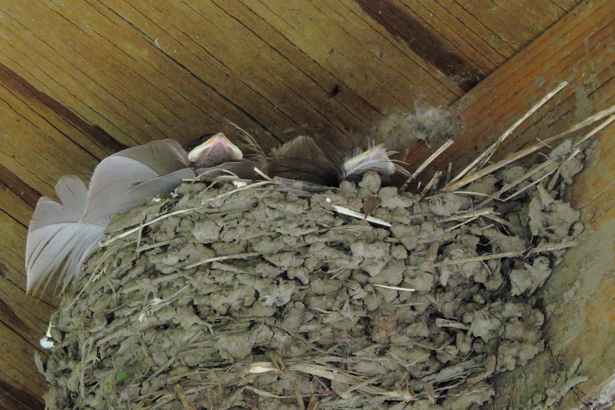 barn swallow chicks