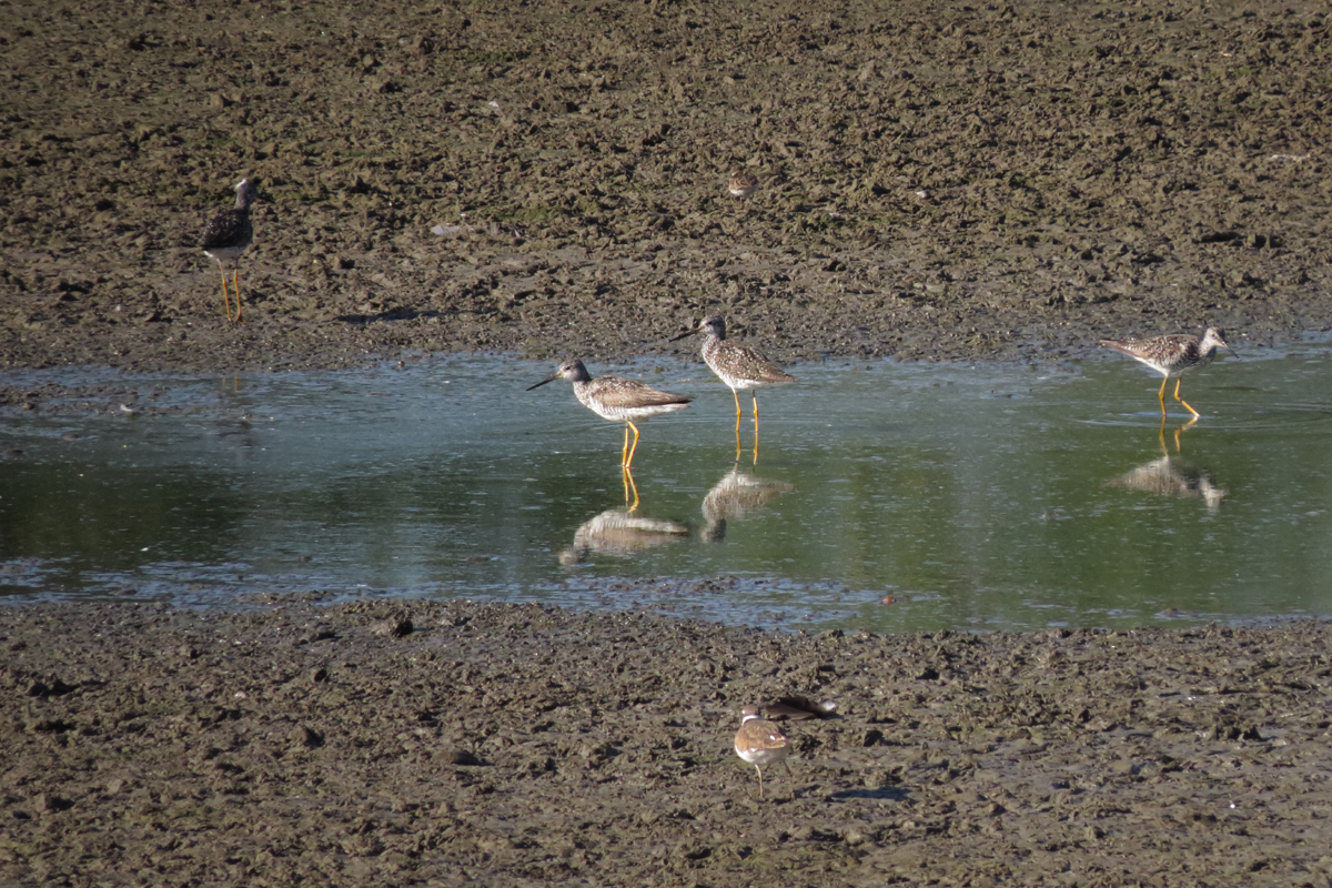 greater yellowlegs
