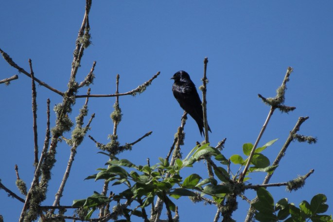 purple martin