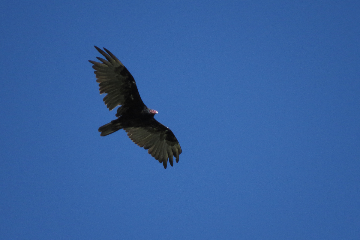 turkey vulture
