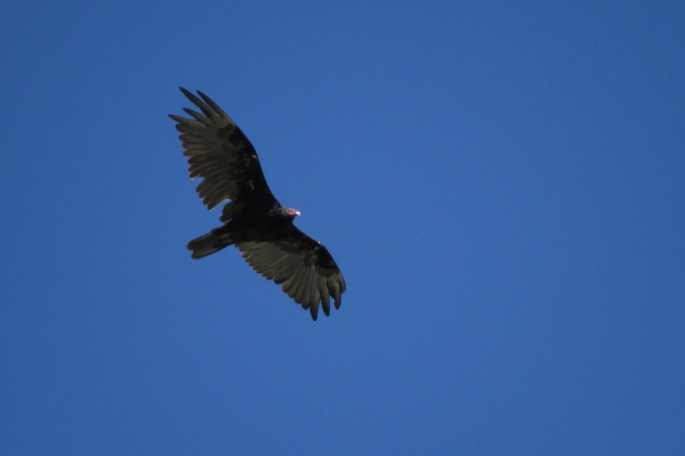 turkey vulture