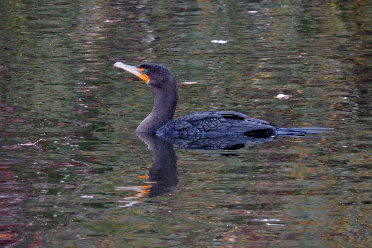 cormorant