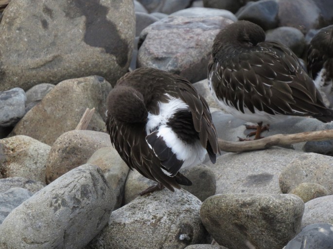 turnstone preening