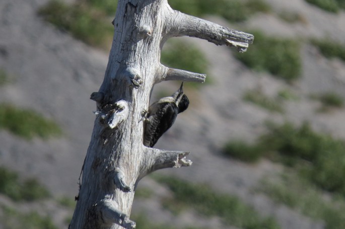 Black-backed Woodpecker