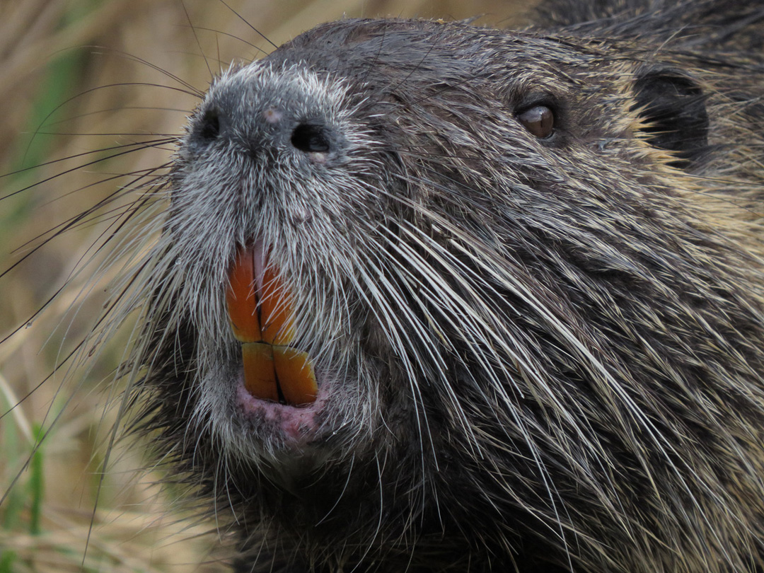 nutria teeth