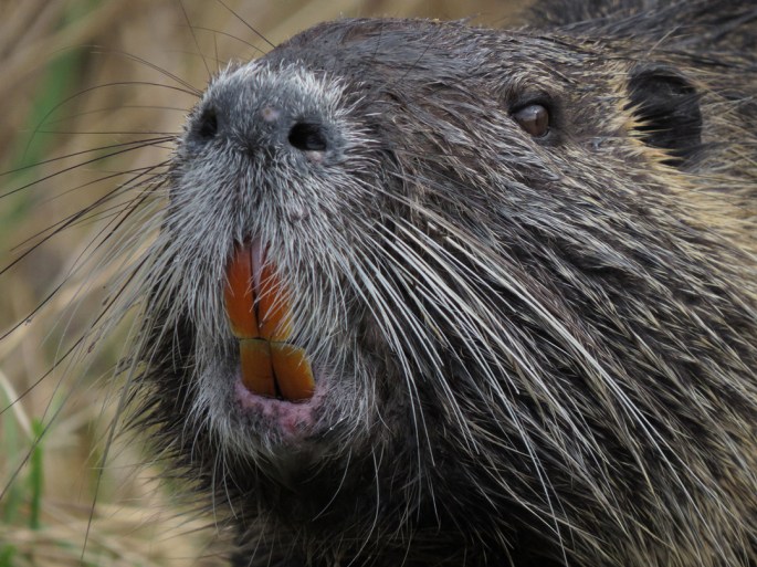 nutria teeth