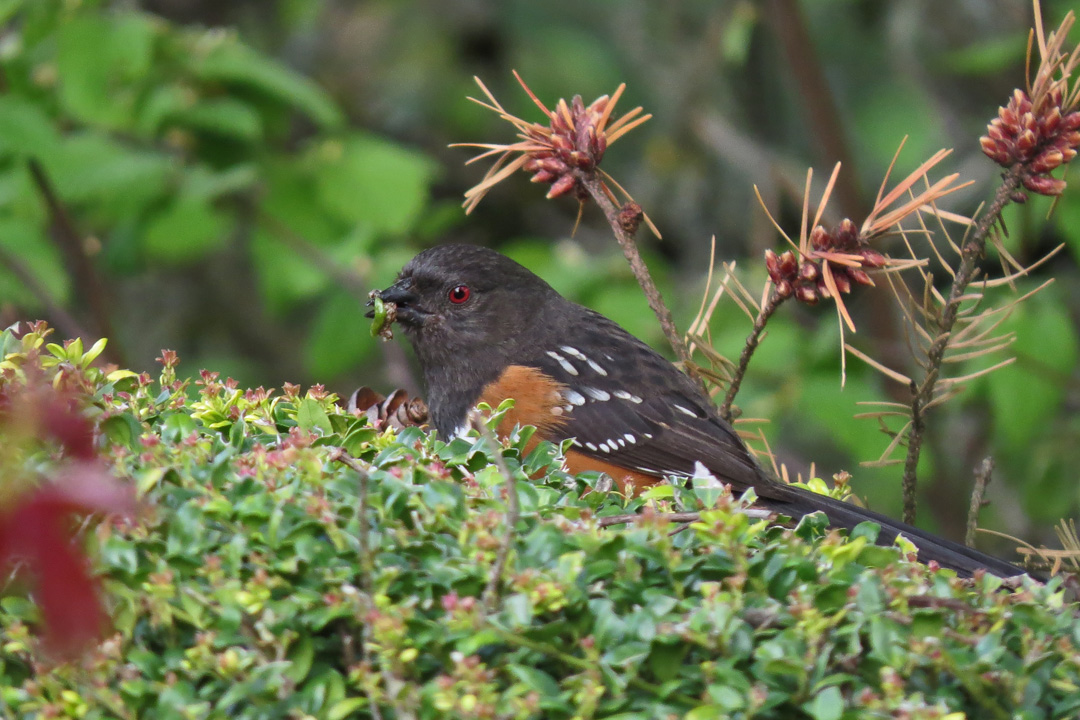 towhee 2