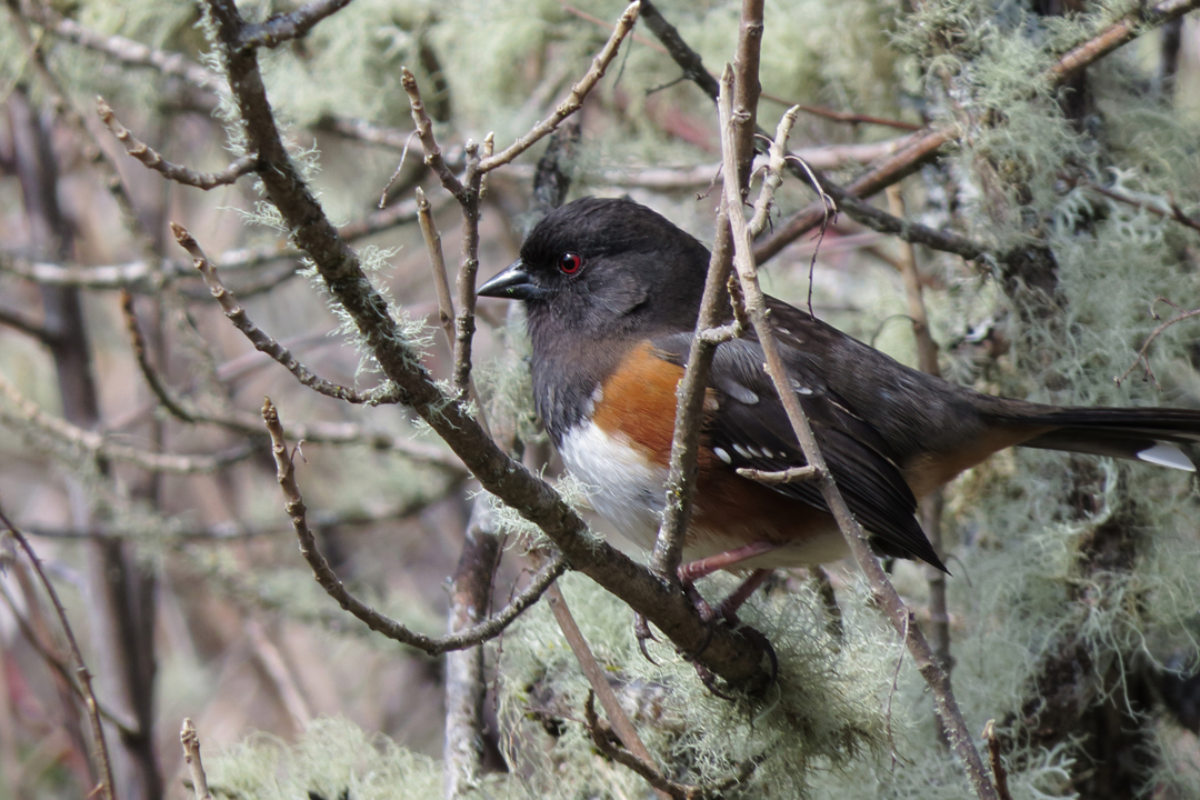 towhee