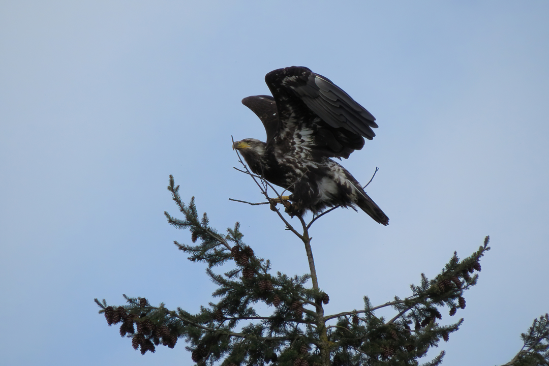 bald eagle