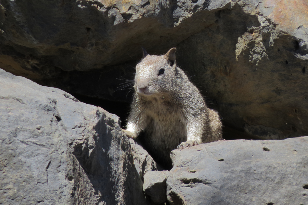ca ground squirrel