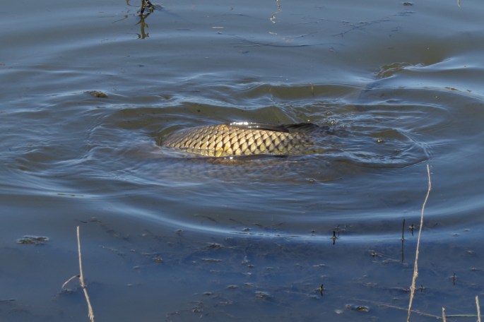 carp