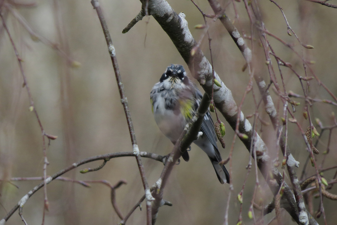 IMG_5091-SharpenAI-motion