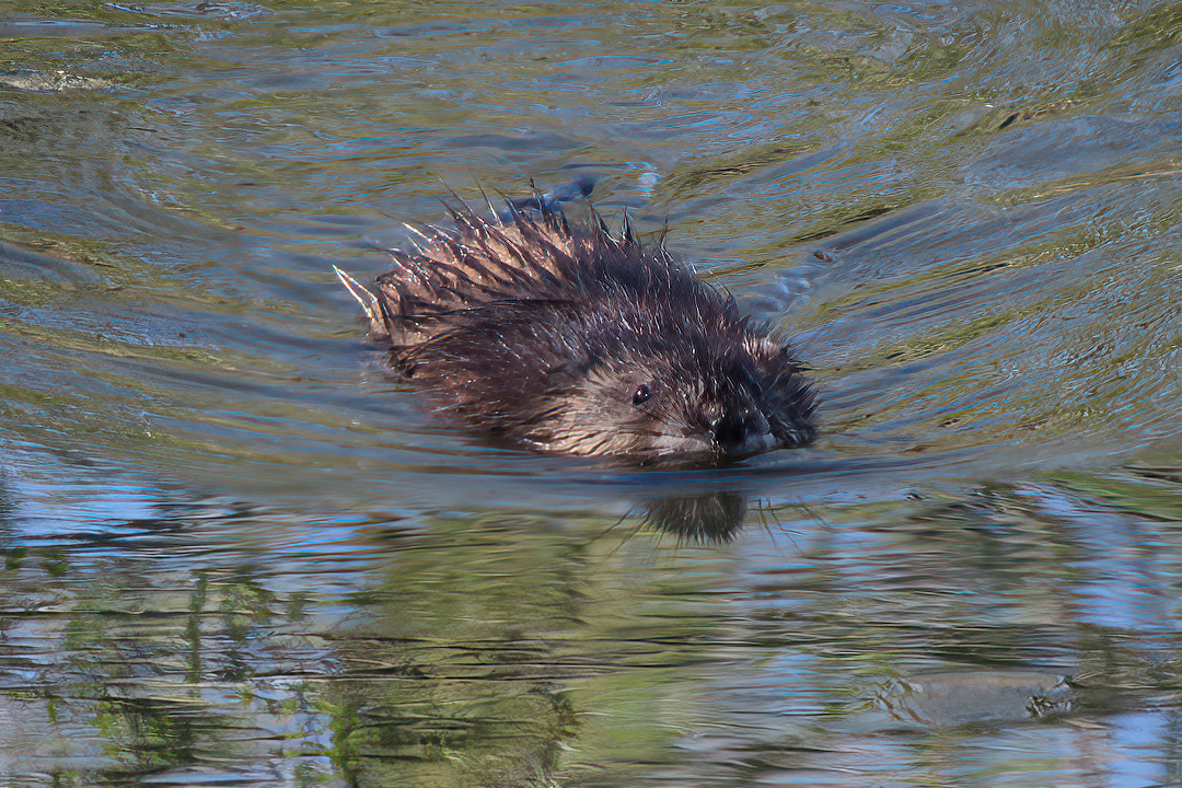Muskrat