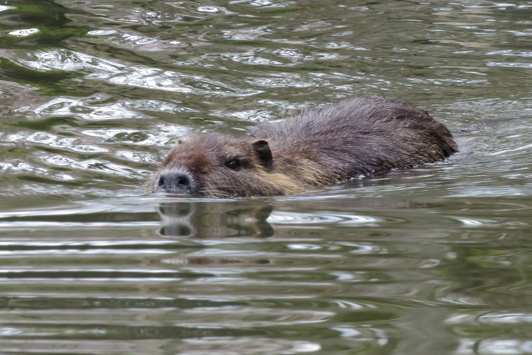 nutria