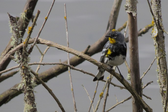 Yellow-rumped