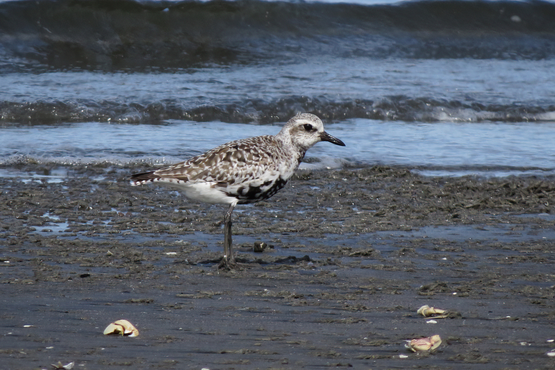 Black-bellied Plover small