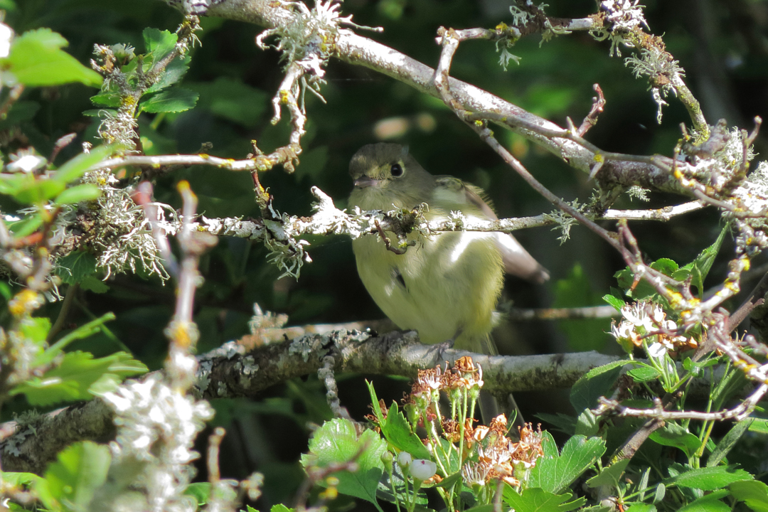 Hutton's Vireo