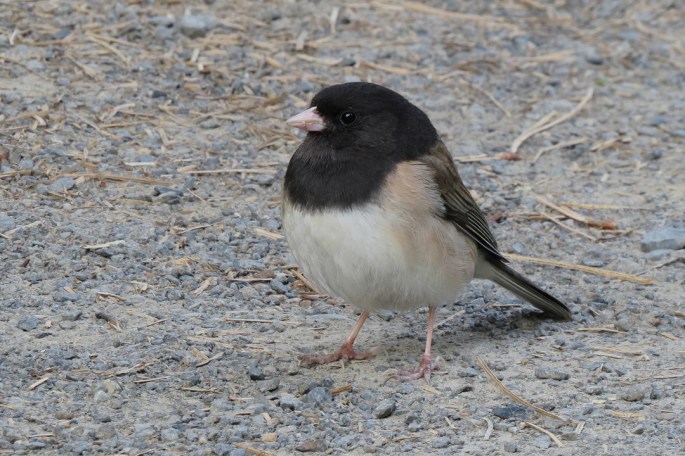junco