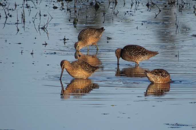 LB dowitcher