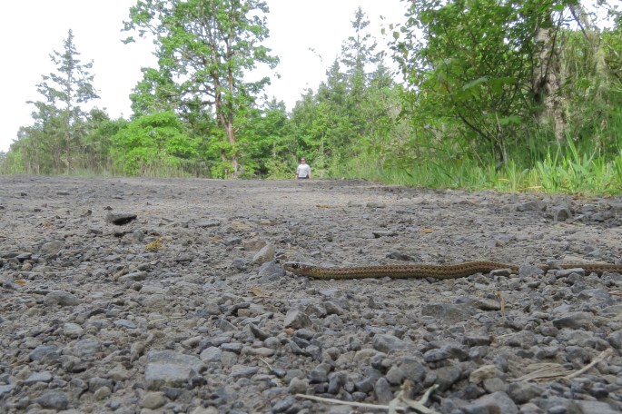 Northwestern Garter Snake
