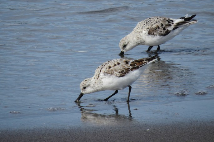Sanderling duo small