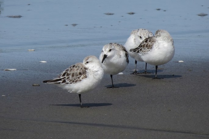 Sanderling flock small