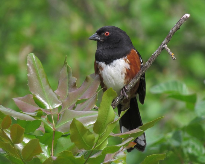 towhee 1