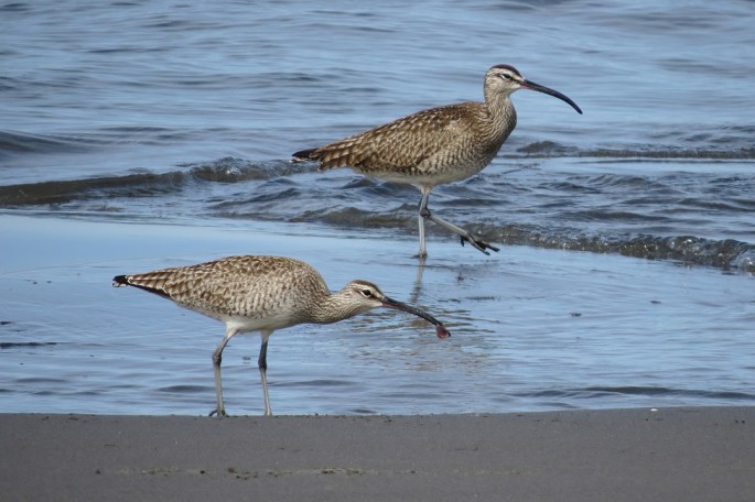Whimbrel duo small
