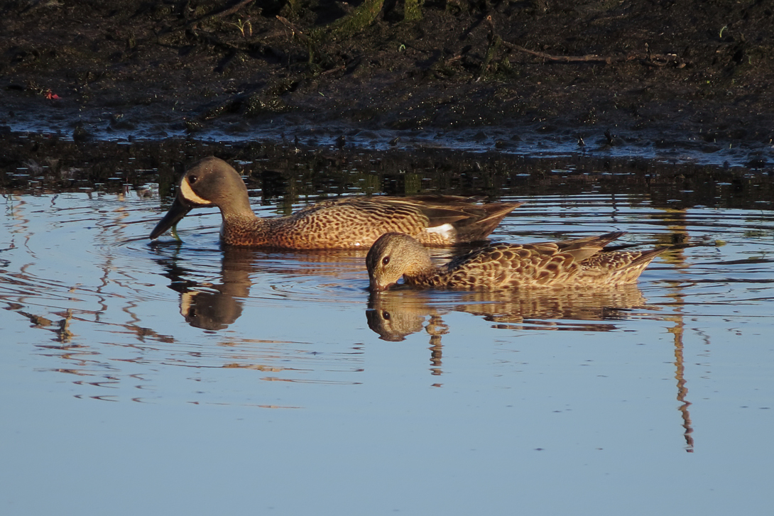 Blue-winged Teal pair