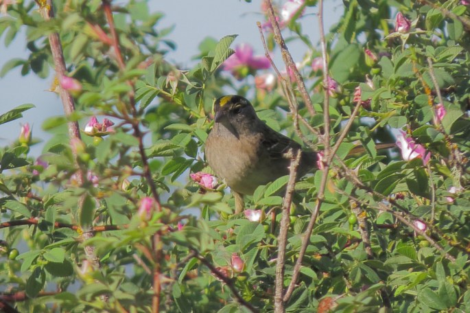 Golden-crowned Sparrow