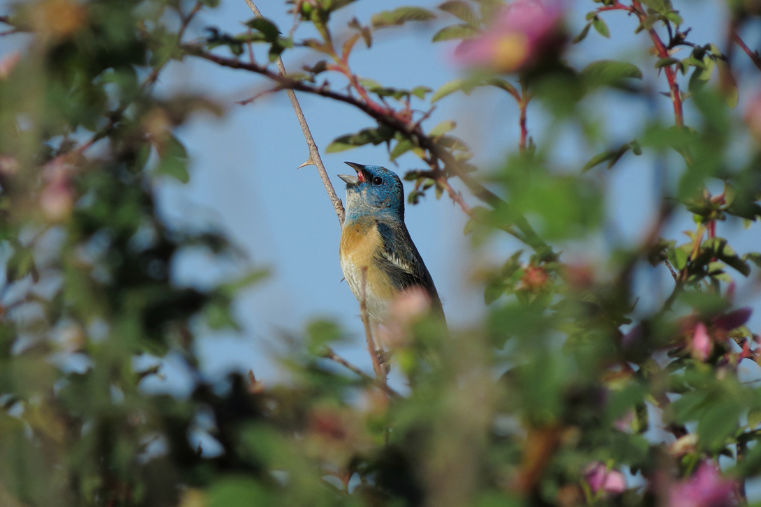 lazuli small singing