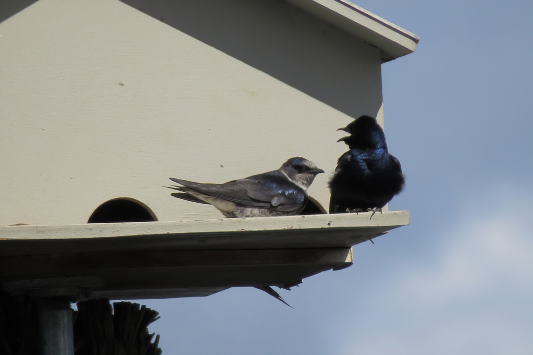 purple martins