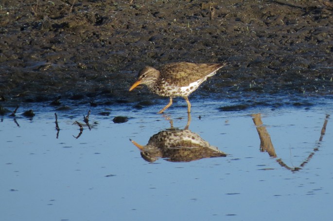 Spotted Sandpiper 1