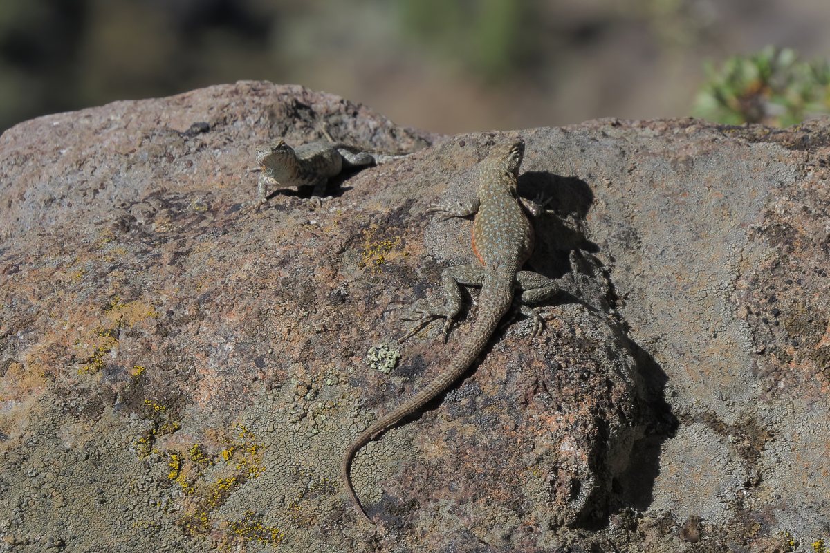 common side-blotched lizard pair