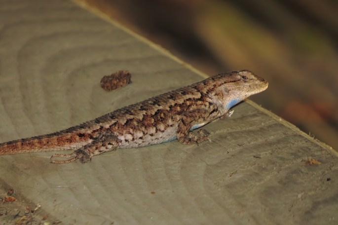 fence lizard small