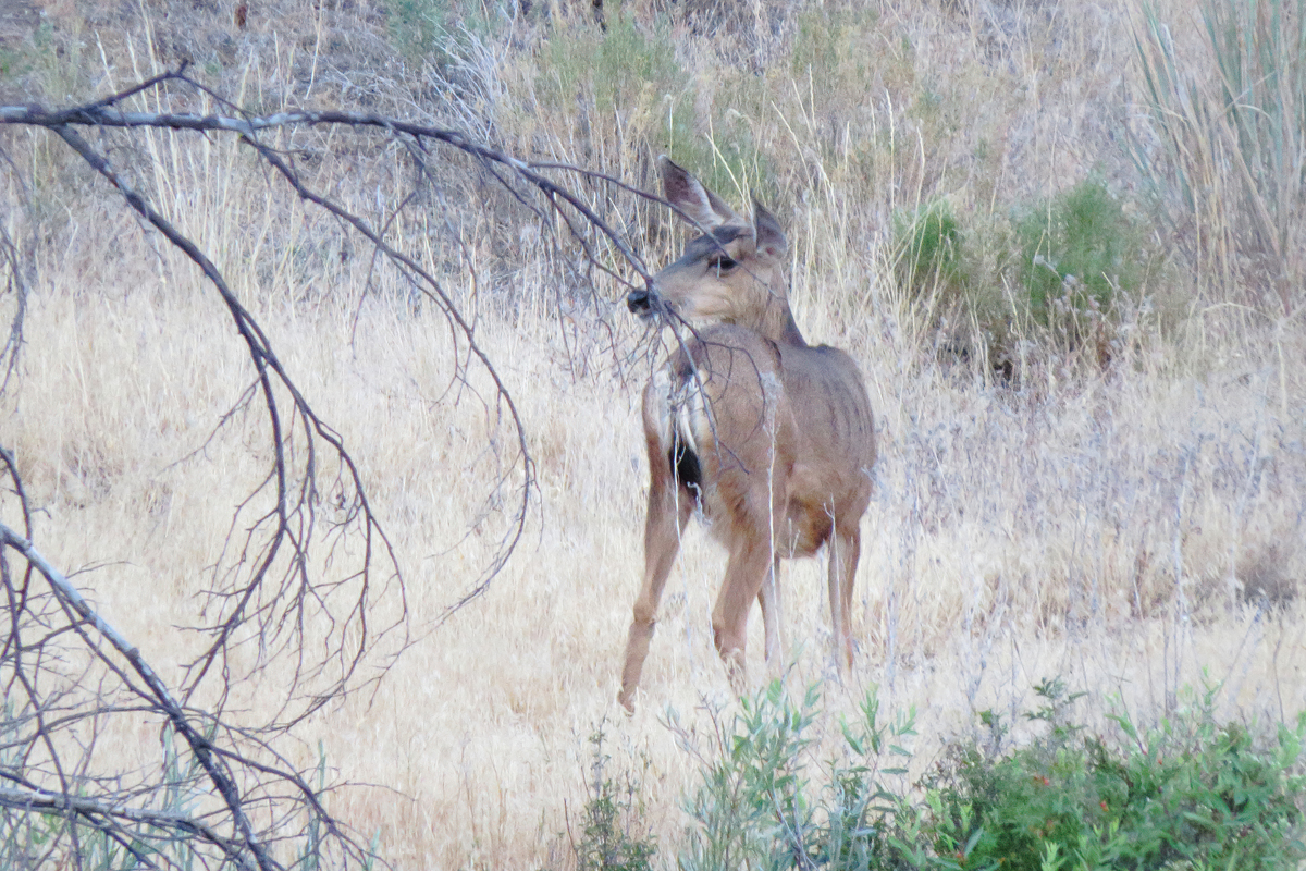 mule deer