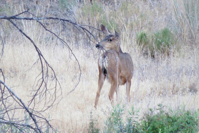 mule deer