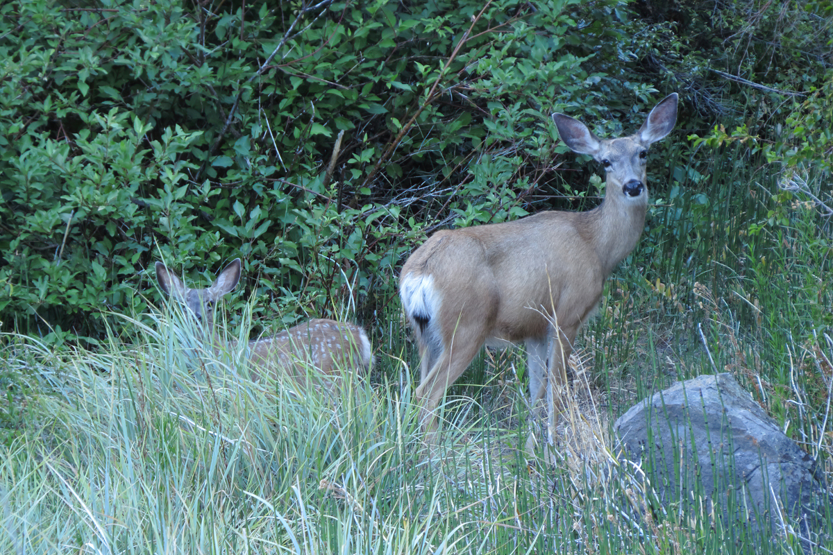 mule deer