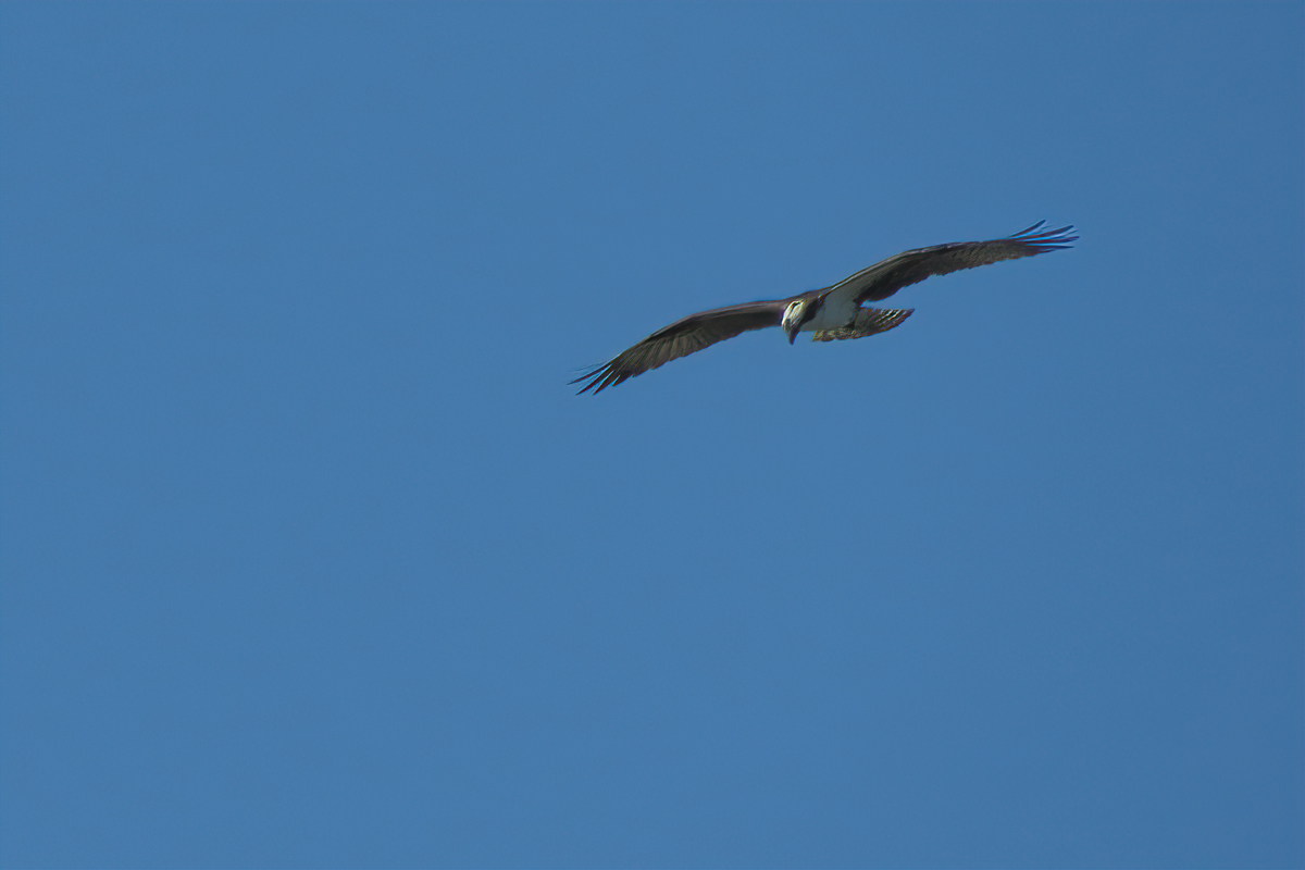 osprey