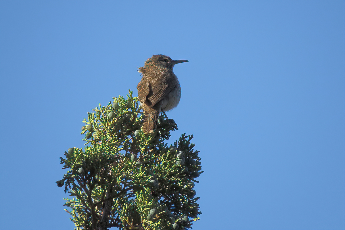 rock wren
