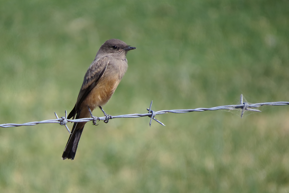 Say's Phoebe
