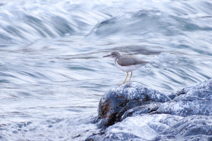 spotted sandpiper