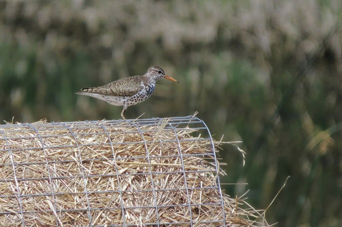 spotted sandpiper