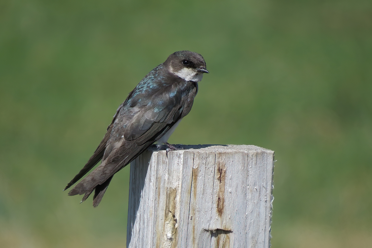 Tree Swallow