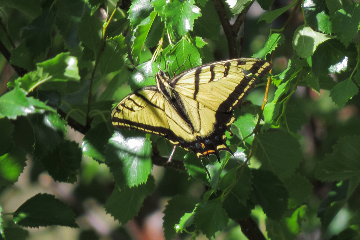 two-tailed swallowtail