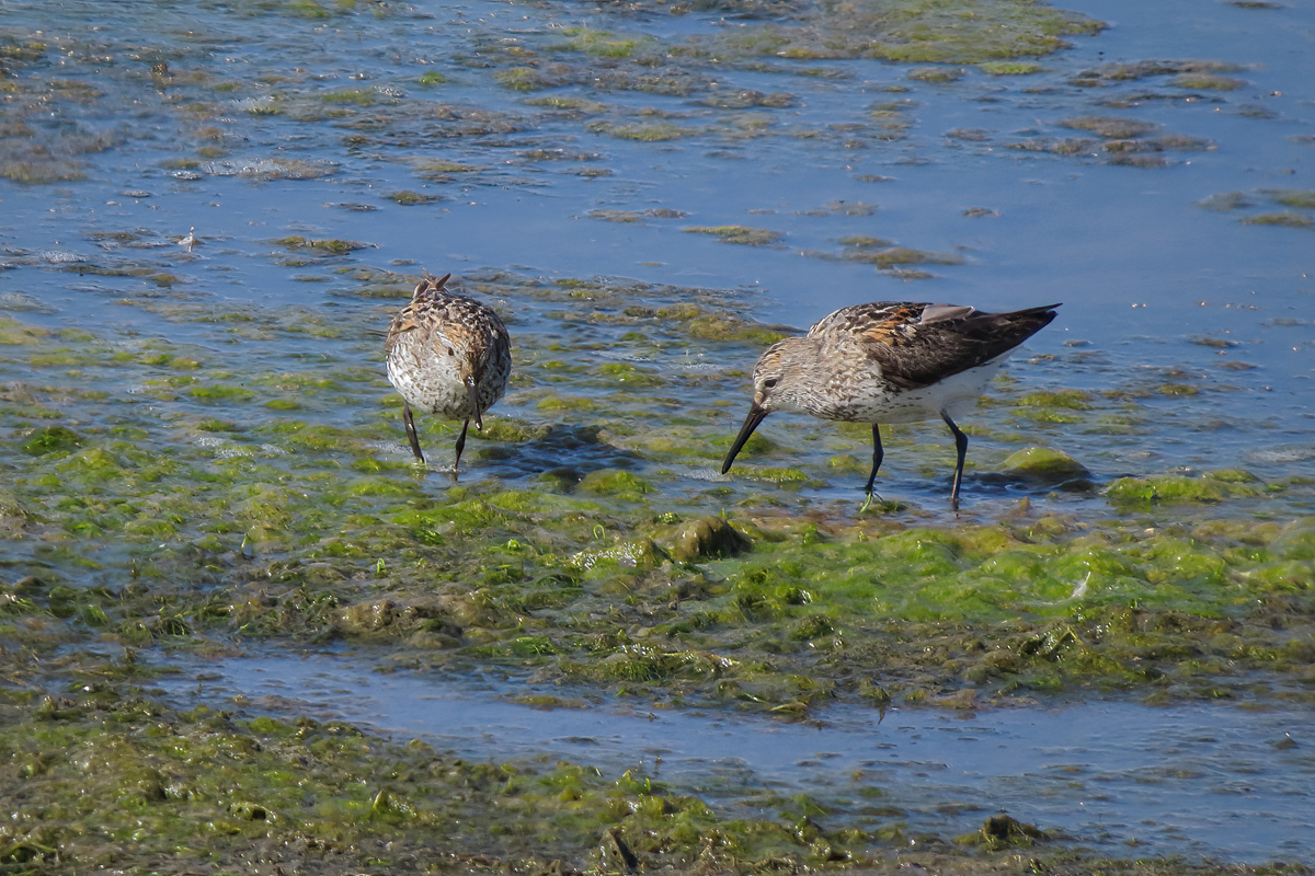 western sandpiper