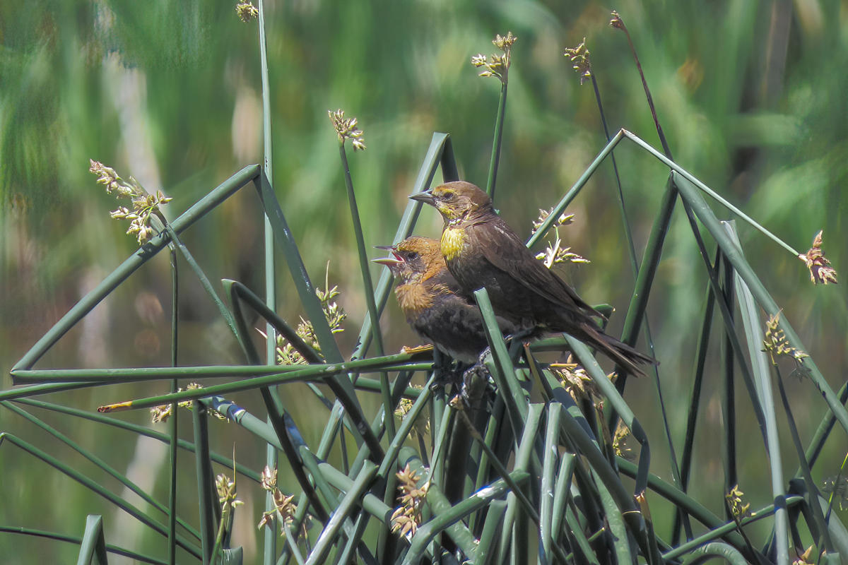 yellow-headed blackbirds