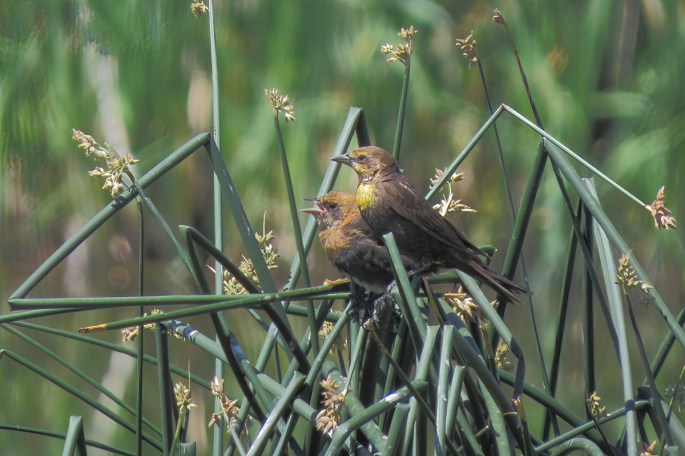 yellow-headed blackbirds
